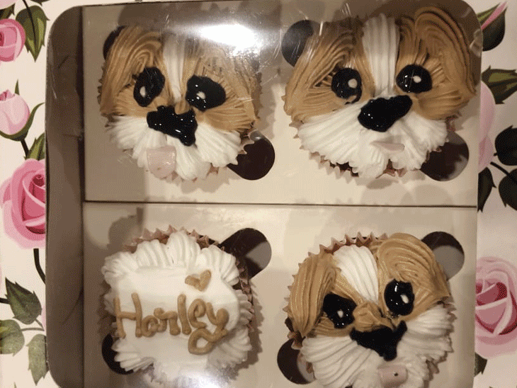 Jaipur Dog Bakery Rajni Yogesh's Special Cakes & Pizzas for Dogs