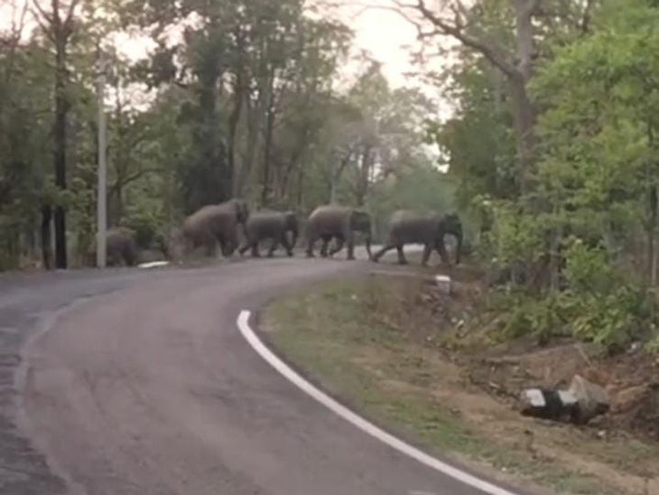कोरबा में सड़क पर टहल रहे हाथी, VIDEO: बेबी एलीफेंट के साथ हाथियों का झुंड कर रहा विचरण, ट्रैकिंग कर रहा वन विभाग - Korba News