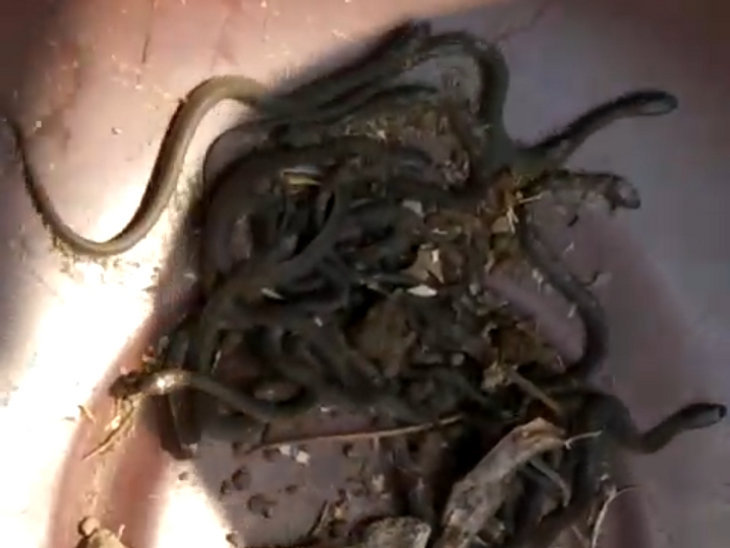 25 baby snakes found in the house