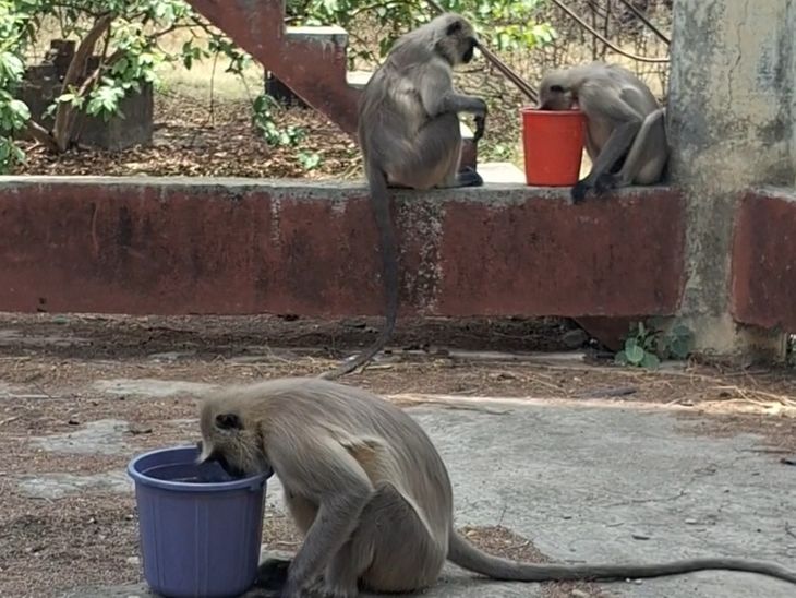 Monkeys and peacocks wandering to get relief from the heat