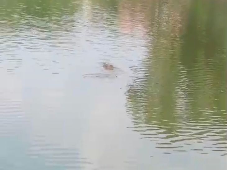 मगरमच्छ ने कुत्ते को जबड़े में दबाया, VIDEO: बाल-बाल बचे किनारे पर बैठे लोग, सोइकलां की सीप नदी का मामला - Sheopur News