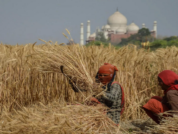 Wheat stock of India lowest in 16 years | गेहूं का भंडार 16 साल में सबसे कम: असर- आटा महंगा होगा; ज्यादा दाम पर भी सरकारी खरीद 29% कम