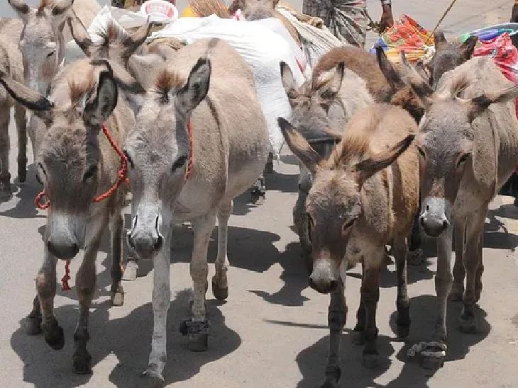 Pakistan Donkey Population Benefit; China | PM Shehbaz Sharif – Foreign Reserve | पाकिस्तान में सालभर में गधों की तादाद 1 लाख बढ़ी: इनकी मदद से देश की आर्थिक हालत सुधार रही सरकार, अब वहां 59 लाख गधे