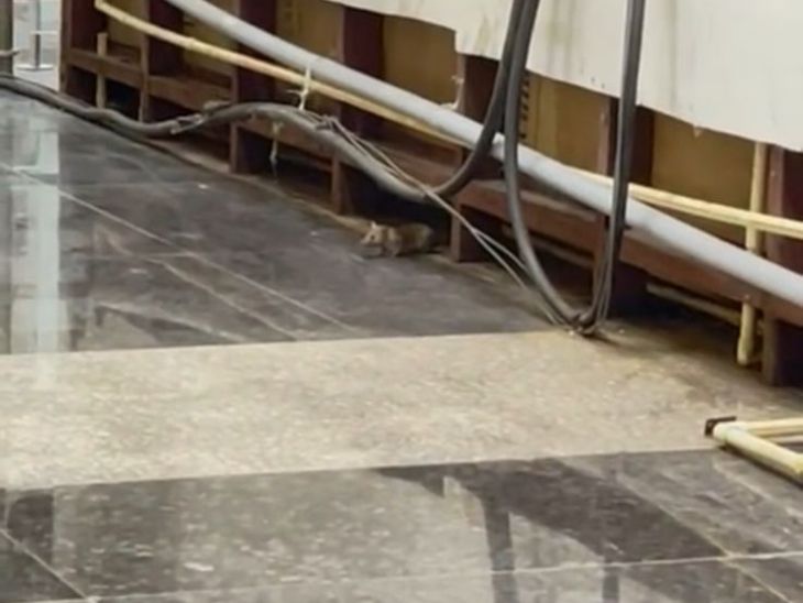 A rat was seen roaming in the terminal at Indore airport