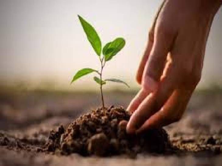 Mahanagar Vikas Parishad's massive tree plantation in Indore