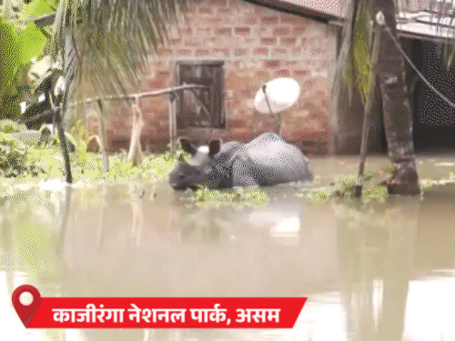IMD Monsoon Weather Update; Rainfall Alert | Rajasthan MP UP Delhi NCR Kerala Delhi Forecast | काजीरंगा नेशनल पार्क में 8 जानवरों की मौत: पुणे में पिकनिक स्पॉट्स पर सेल्फी लेने, रील बनाने पर बैन; 12 राज्यों में भारी बारिश का अलर्ट