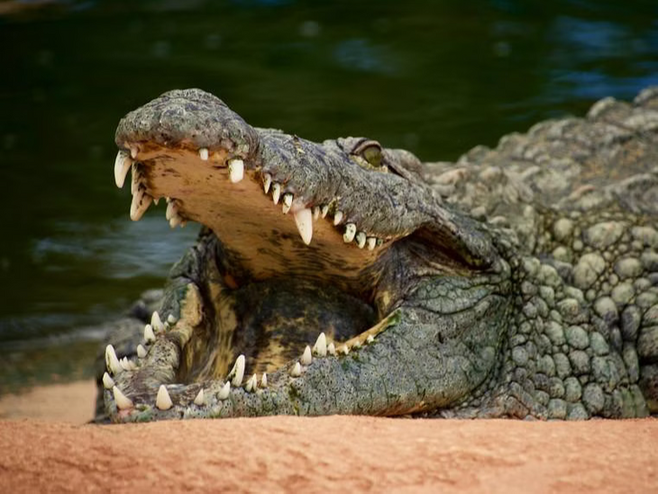 Australia Crocodile Attack Child Death Case; 12 Year Old Girl Died | ऑस्ट्रेलिया में 12 साल की बच्ची को मगरमच्छ ने खाया: तैराकी सीखने गई थी; स्विमिंग पूल के पास अवशेष मिले
