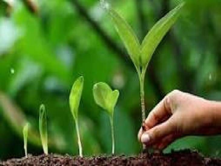 In Indore, the organization Seva Surabhi will plant trees on July 13