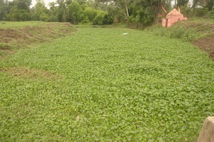 Water hyacinth has started spreading again in Kethan river and is ...