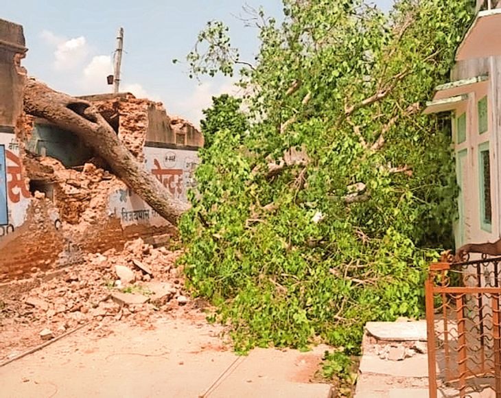 Electricity pole broke due to falling of peepal tree, power supply ...