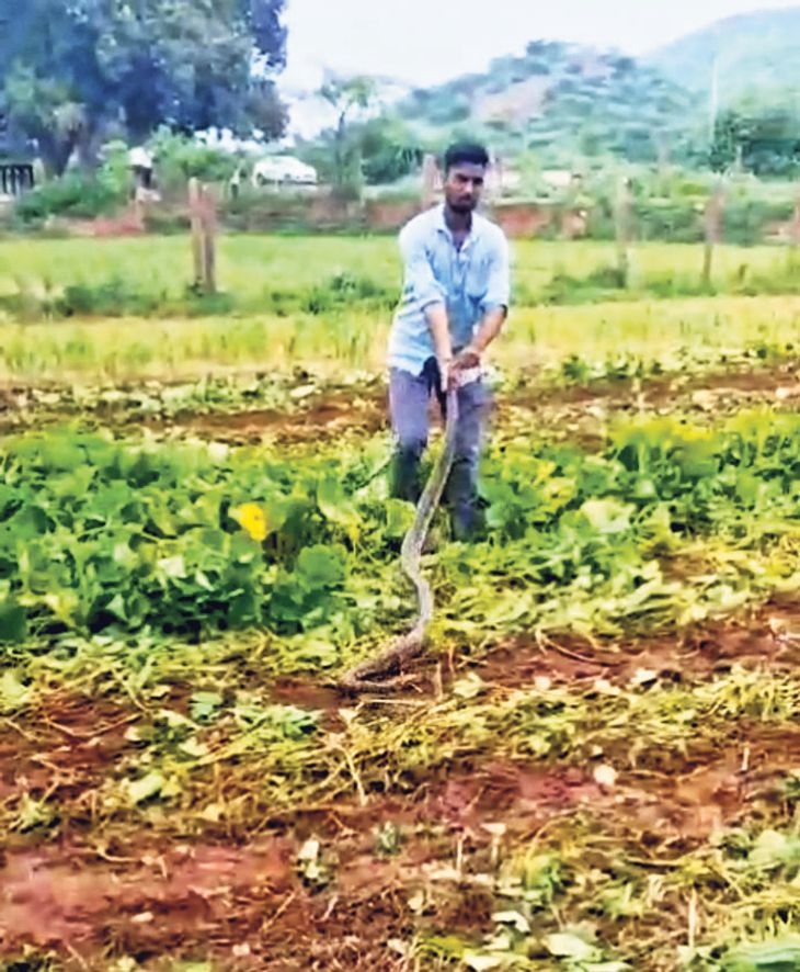 A 12 feet long python came into the field, was rescued and released in ...