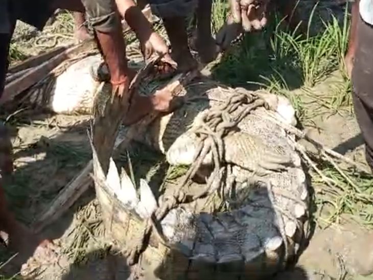Crocodile reached the fields in Barabanki, VIDEO | बाराबंकी में खेतों में पहुंचा मगरमच्छ,VIDEO: किसानों ने देखा तो भागे, वन विभाग की टीम ने किया रेस्क्यू - Barabanki News | Dainik Bhaskar