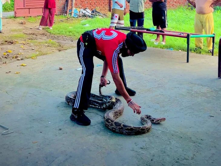 una Amb 12 foot long python entered house