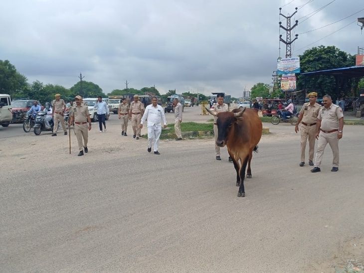 Police removed animals from highways and city roads. By running a ...