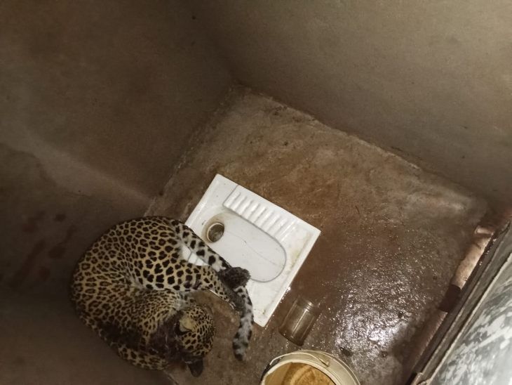 Leopard entered the toilet in Dhamtari