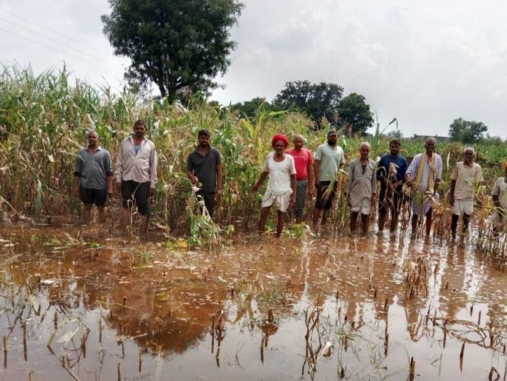 Fields filled with water, damage to peanut and groundnut crops | खेतों ...