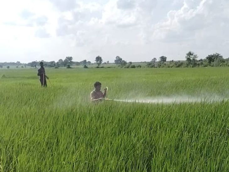 The attack of the mouse on the crop in Rampura Kala | हाड़ा में फसल पर ...