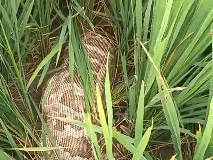 Python swallowed the baby Nilgai in the colony