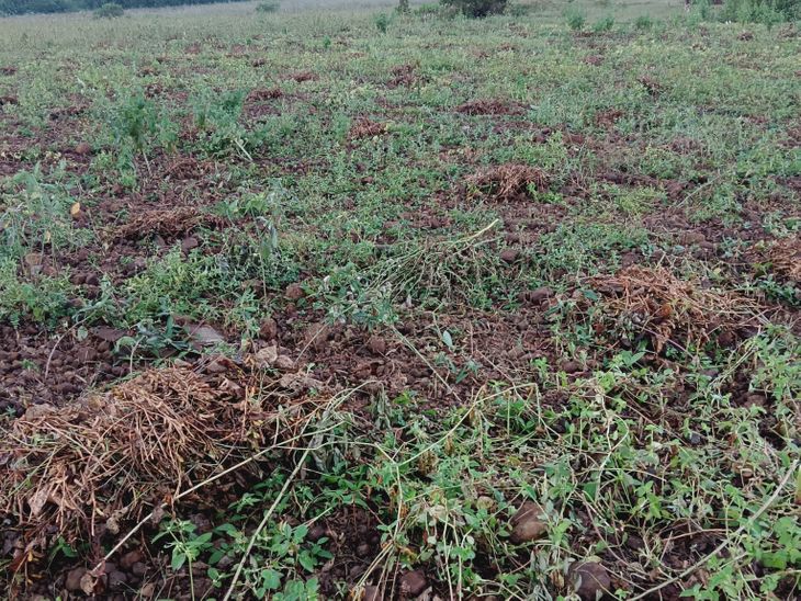 Weather suddenly changed in Sealkheda सीलखेड़ा में अचानक बदला मौसम