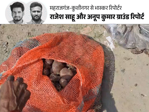 UP Flood | Kushinagar Maharajganj Flooding Situation Report | यूपी में बाढ़ के बीच छप्पर पर डिलीवरी: अचानक नेपाल से आया पानी सब बहा ले गया; राहत सामग्री में मिला सड़ा आलू – Kushinagar News