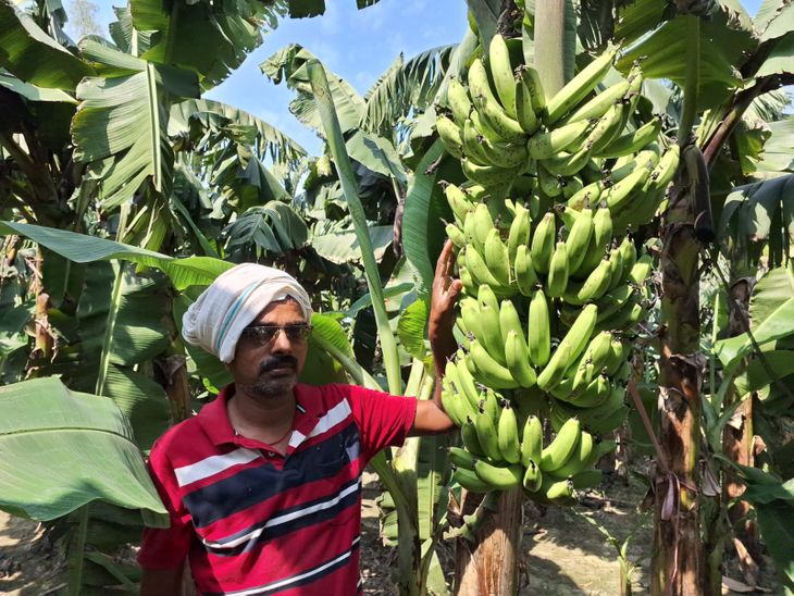 Banana farming in Nawabganj made farmers rich | नवाबगंज में केले की ...