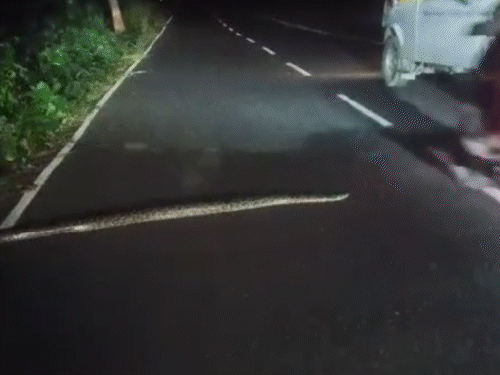 A huge python was seen crawling on the middle of the road, VIDEO | बाइक ...
