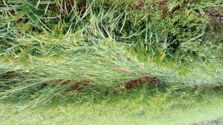 Strong wind and drizzle damage paddy crops, temperature drops