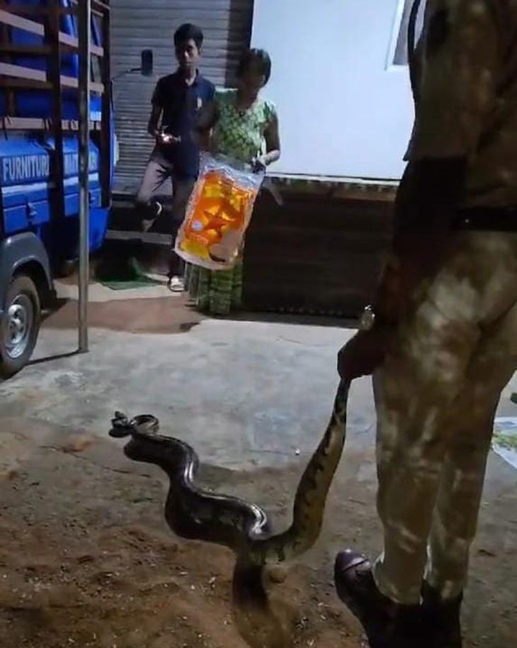 Pythons are coming out in the residential areas of the city, forest ...