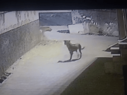 Ajmer Leopard Movement; Video Goes Viral | अजमेर की कॉलोनी में घूमता दिखा लेपर्ड, VIDEO: 3.30 घंटे तक गलियों में चहलकदमी करता रहा; रातभर भौंकते रहे कुत्ते - Ajmer News | Dainik Bhaskar