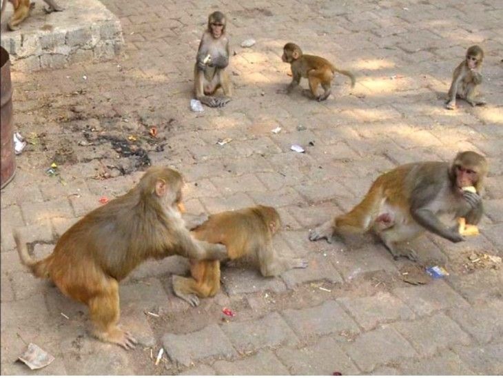 monkey problem in mathura