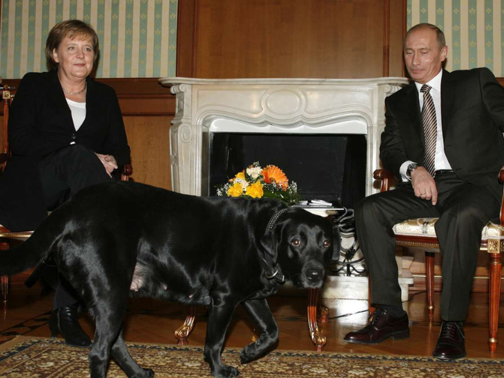 Vladimir Putin Angela Merkel Dog Controversy | Russia Germany | पूर्व जर्मन चांसलर मर्केल का दावा-पुतिन ने मुझपर कुत्ता छोड़ा: रूसी राष्ट्रपति की सफाई- मैंने जानबूझकर नहीं डराया, माफी चाहता हूं