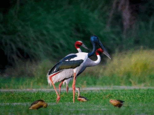 Birds arriving in Mathura from Siberia, Tibet, Bhutan | साइबेरिया ...