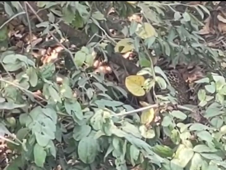 Leopard injured due to train collision in Umaria | उमरिया में ट्रेन की ...