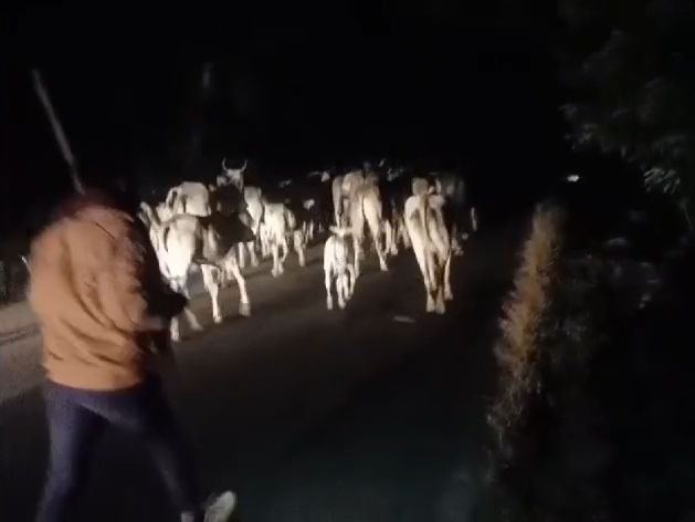 Farmers chased away hundreds of cattle in Sahaswan, VIDEO | सहसवान में ...