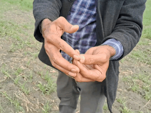 Jagjit Singh Dallewal Dallewal Crop Waste Faridkot News Update | Dallewal’s crop ruined in Faridkot: Pink caterpillar attack, villagers said – we will take care – Faridkot News