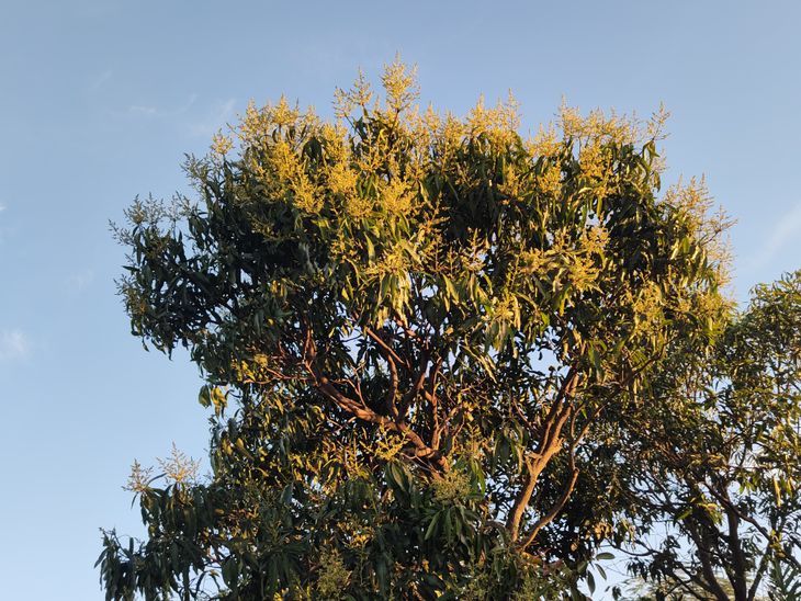 Mango trees started blossoming in winter | ठंड में आम के पेड़ों पर आने ...