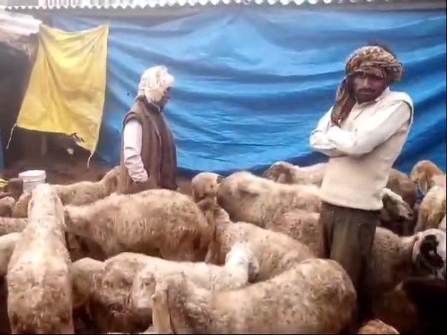 40 sheep stolen from a farmer's pen in Mathura