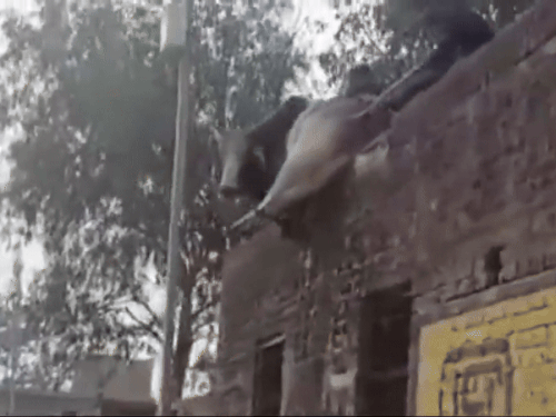 Bull climbed on the roof of the school, VIDEO