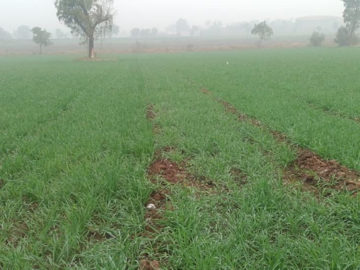 The minimum temperature recorded in Manawar on Monday night was 11.3 ...