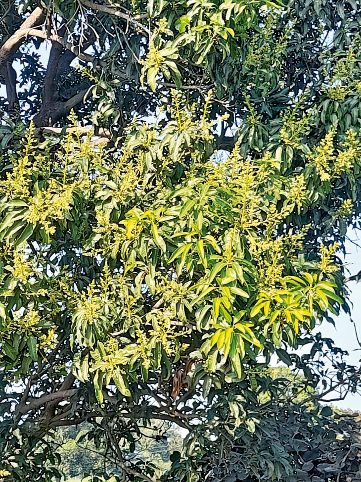 Premature flowering of mango trees | आम के पेड़ों में समय से पहले आए ...