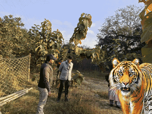 The tiger ran away after hunting...the forest department is waiting for ...