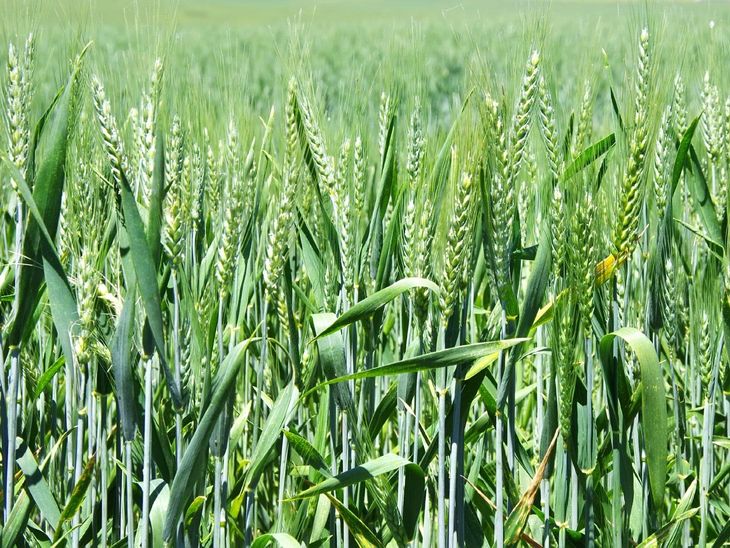 Wheat crop damaged by bad weather