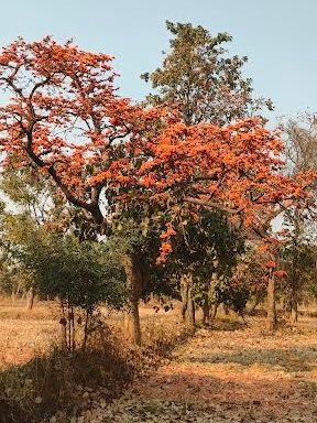 With the advent of spring the palash flowers started blooming