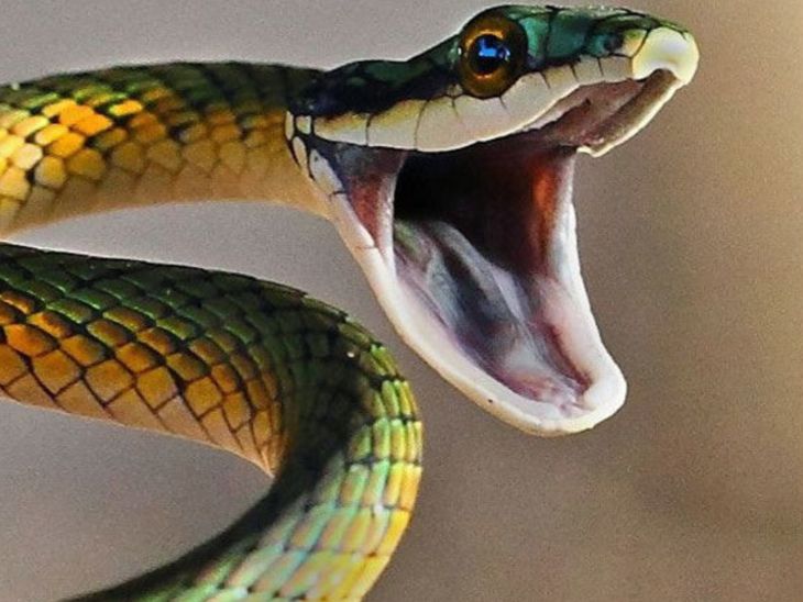 Eastern India's first centre for snake biting test will open in Patna ...
