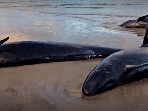 Australia False Killer Whales Mass Stranding Update | Tasmania Beach | ऑस्ट्रेलिया 90 व्हेल को मारेगा: 150 से ज्यादा तस्मानिया के तट पर फंसीं, समुद्र में वापस नहीं भेजा जा सका