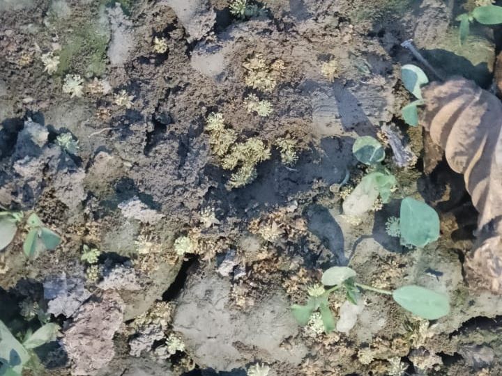 Lion's video goes viral in Deva forest area
