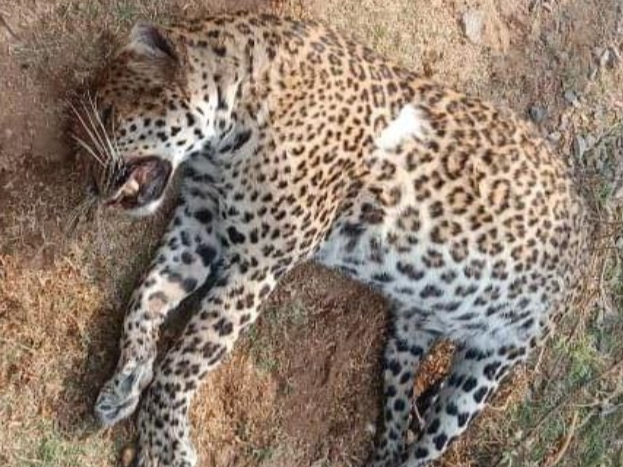 Leopard found dead in Jawai canal of Pali