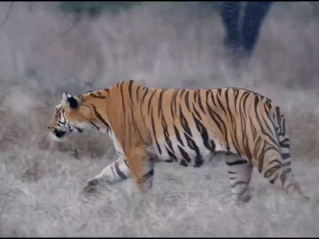 Bison ran to escape from tiger in STR