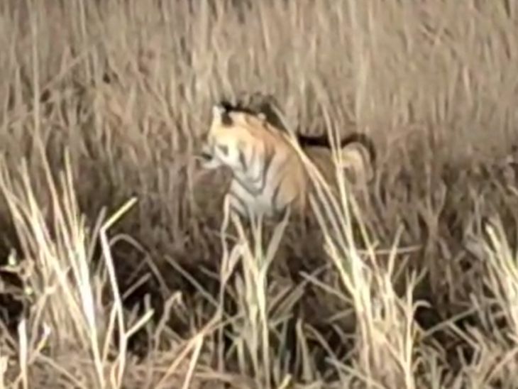 Tiger attacks Gaur enclosure in Bandhavgarh Tiger Reserve