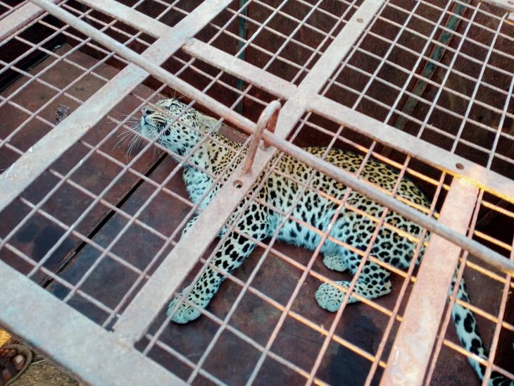 Leopard trapped in a cage in the garden | बाग में तेंदुआ पिंजरे में कैद ...